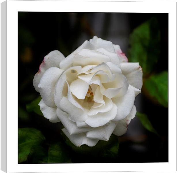 White Rose Canvas Print by Andrew chittock