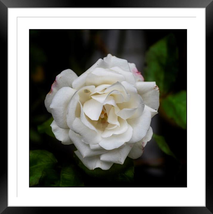 White Rose Framed Mounted Print by Andrew chittock
