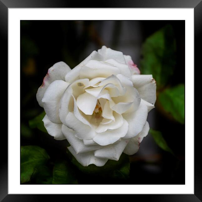 White Rose Framed Print by Andrew chittock
