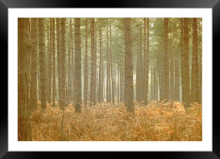 forest Framed Mounted Print by rachael hardie