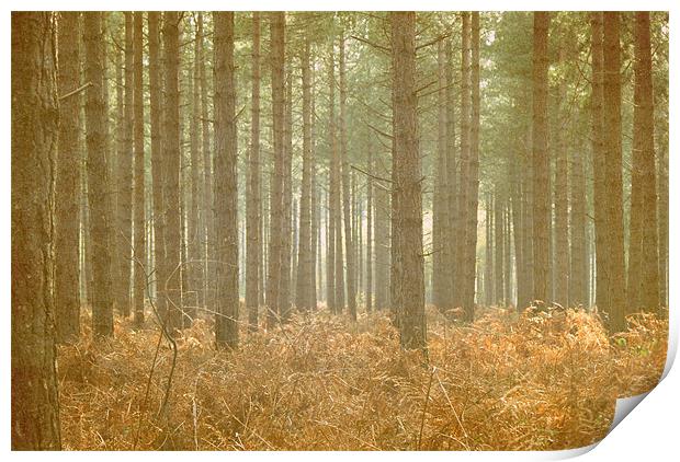 forest Print by rachael hardie