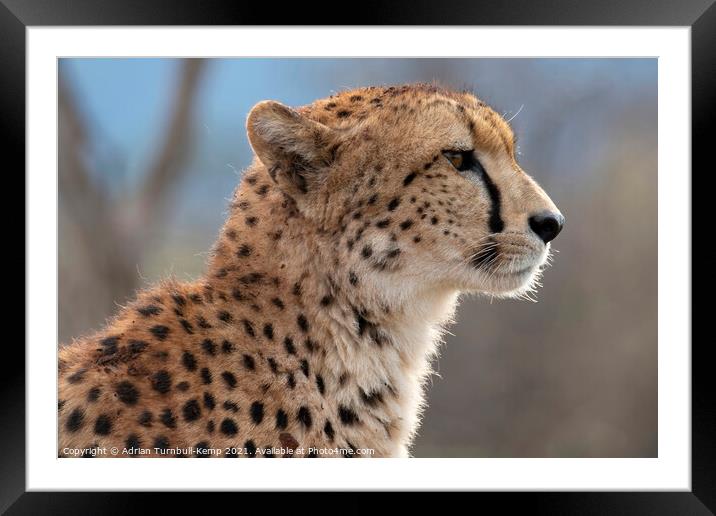 Profile of cheetah Framed Mounted Print by Adrian Turnbull-Kemp
