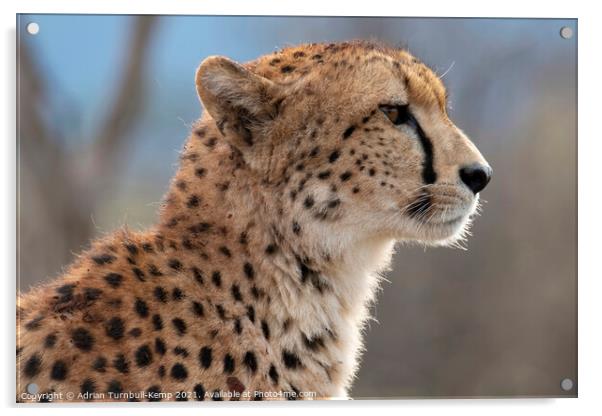 Profile of cheetah Acrylic by Adrian Turnbull-Kemp