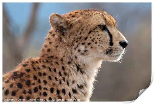 Profile of cheetah Print by Adrian Turnbull-Kemp