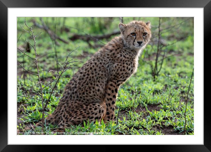 Seated cheetah cub  Framed Mounted Print by Adrian Turnbull-Kemp