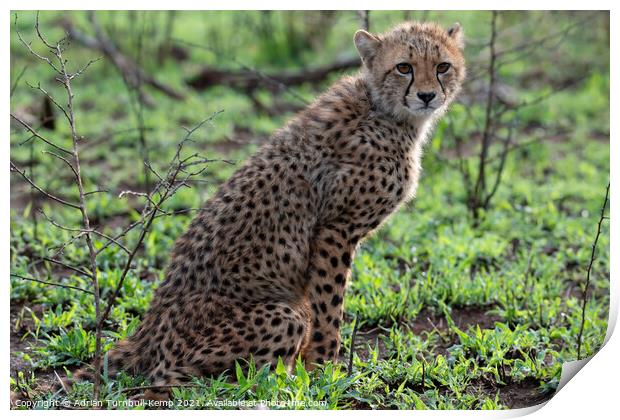Seated cheetah cub  Print by Adrian Turnbull-Kemp