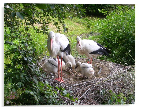 Storks nest (Ciconiidae) Acrylic by John Biggadike