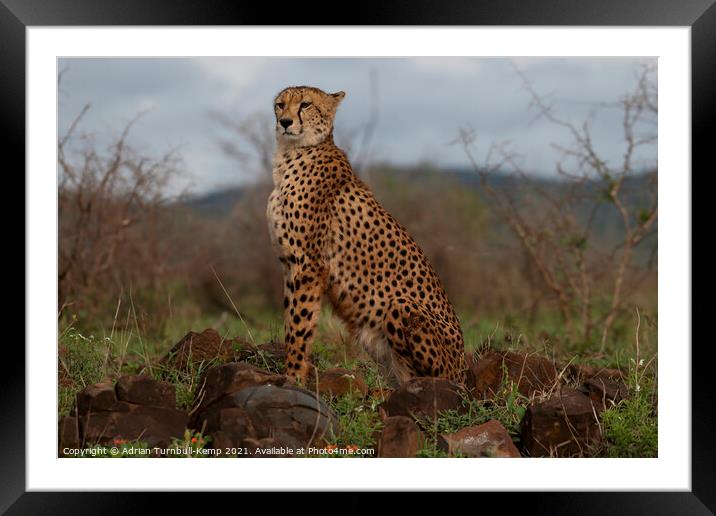 Proud cheetah Framed Mounted Print by Adrian Turnbull-Kemp