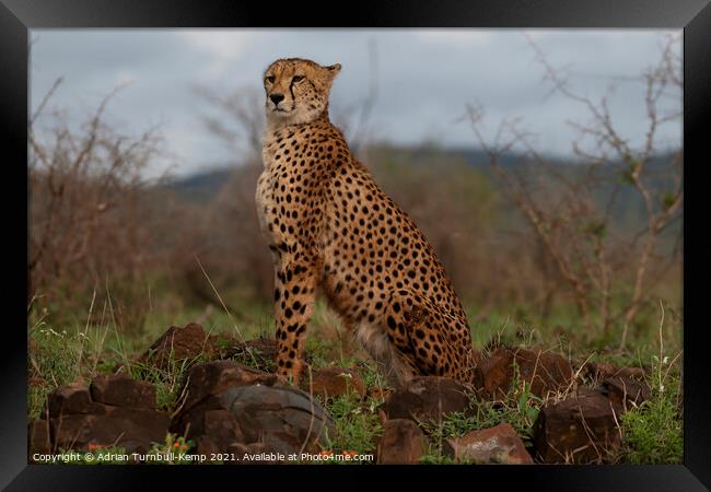 Proud cheetah Framed Print by Adrian Turnbull-Kemp