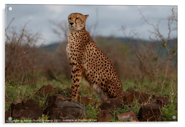 Proud cheetah Acrylic by Adrian Turnbull-Kemp