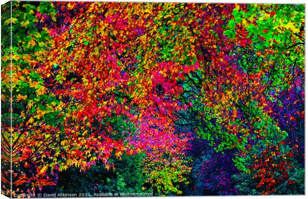 Autumn colours Canvas Print by David Atkinson