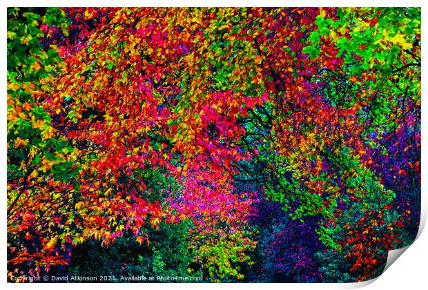 Autumn colours Print by David Atkinson