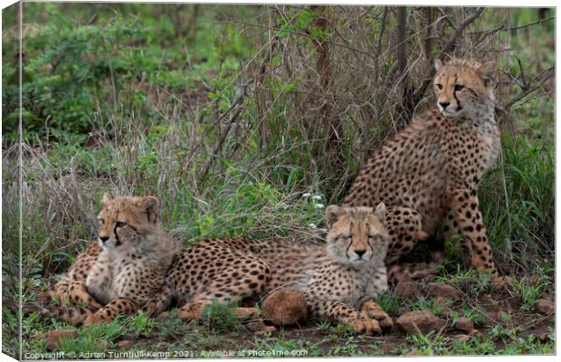 Young cheetah family Canvas Print by Adrian Turnbull-Kemp