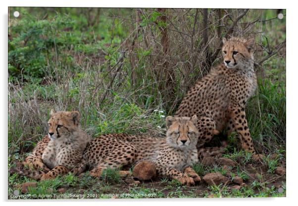 Young cheetah family Acrylic by Adrian Turnbull-Kemp