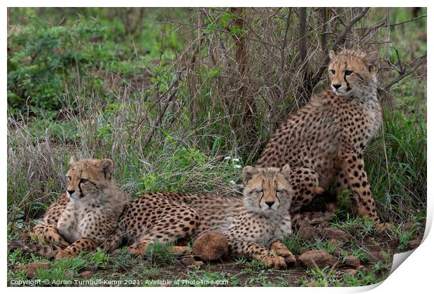 Young cheetah family Print by Adrian Turnbull-Kemp