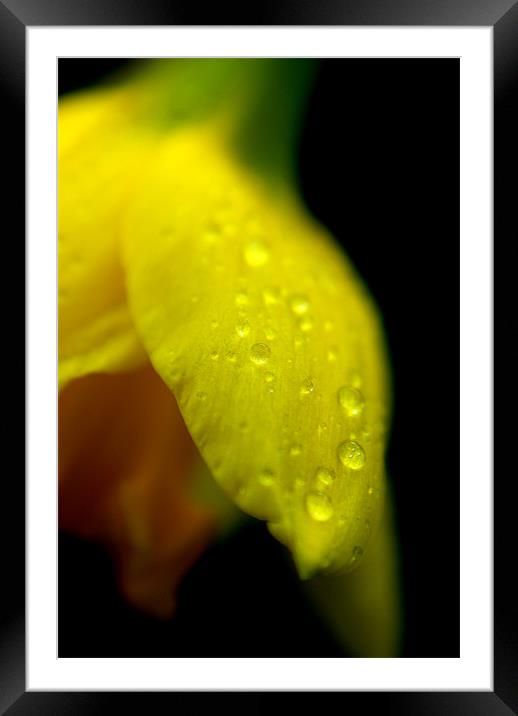 Daffodil Framed Mounted Print by rachael hardie