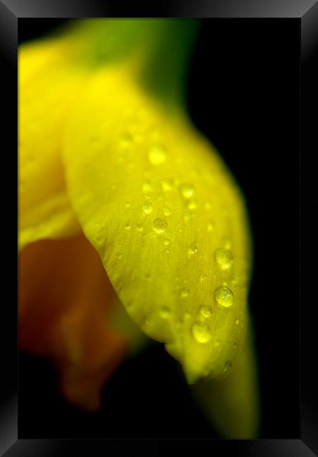 Daffodil Framed Print by rachael hardie