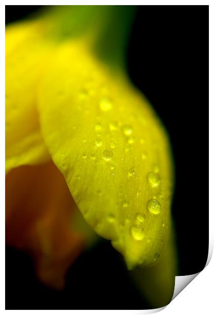 Daffodil Print by rachael hardie