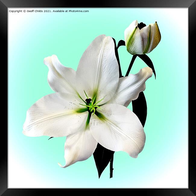 The beautiful magestic White Madonna Lily. Framed Print by Geoff Childs