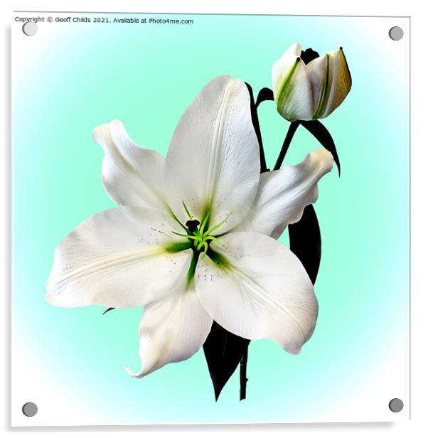 The beautiful magestic White Madonna Lily. Acrylic by Geoff Childs