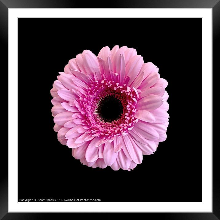 Pretty Pink Gerbera Daisy on black. Framed Mounted Print by Geoff Childs