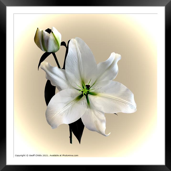 The beautiful majestic White Madonna Lily. Framed Mounted Print by Geoff Childs