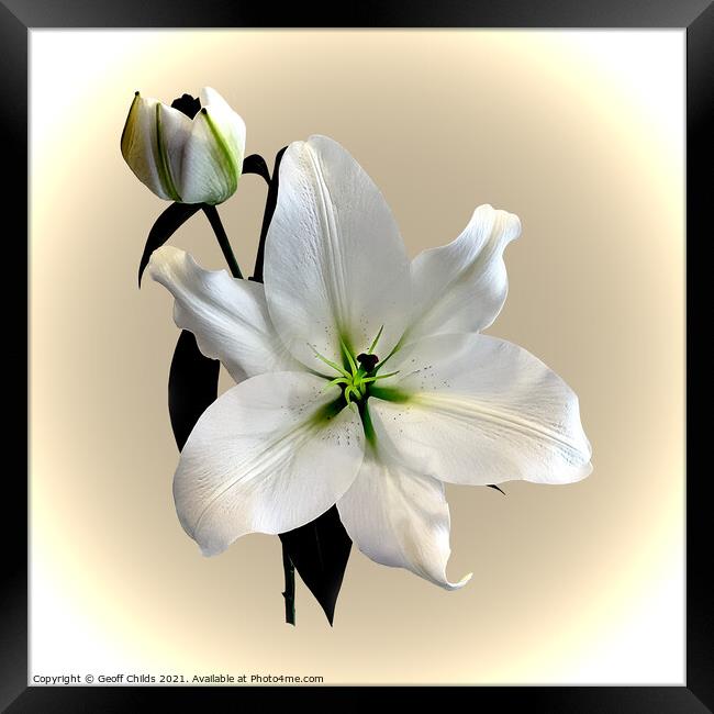 The beautiful majestic White Madonna Lily. Framed Print by Geoff Childs