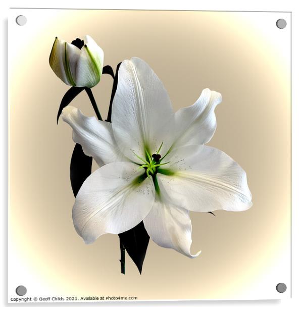 The beautiful majestic White Madonna Lily. Acrylic by Geoff Childs
