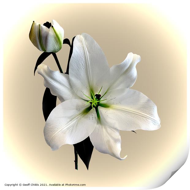 The beautiful majestic White Madonna Lily. Print by Geoff Childs