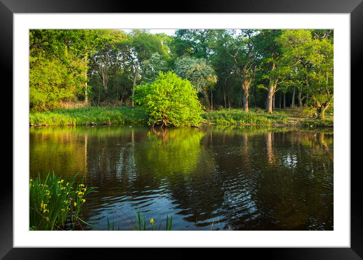 Bookham Common Surrey Framed Mounted Print by Clive Eariss