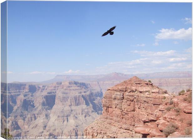Eagle over Grand Canyon Canvas Print by David Leahy