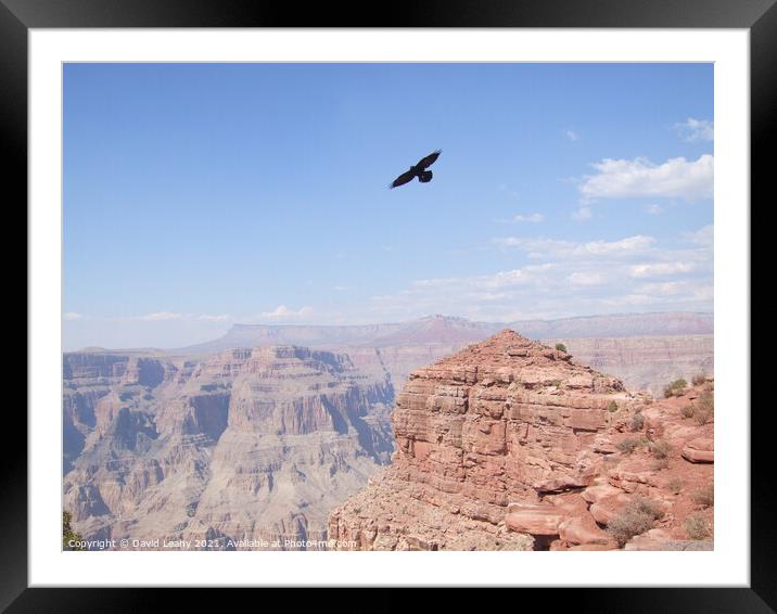 Eagle over Grand Canyon Framed Mounted Print by David Leahy
