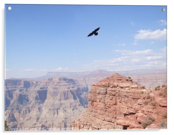 Eagle over Grand Canyon Acrylic by David Leahy