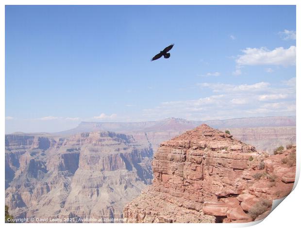 Eagle over Grand Canyon Print by David Leahy