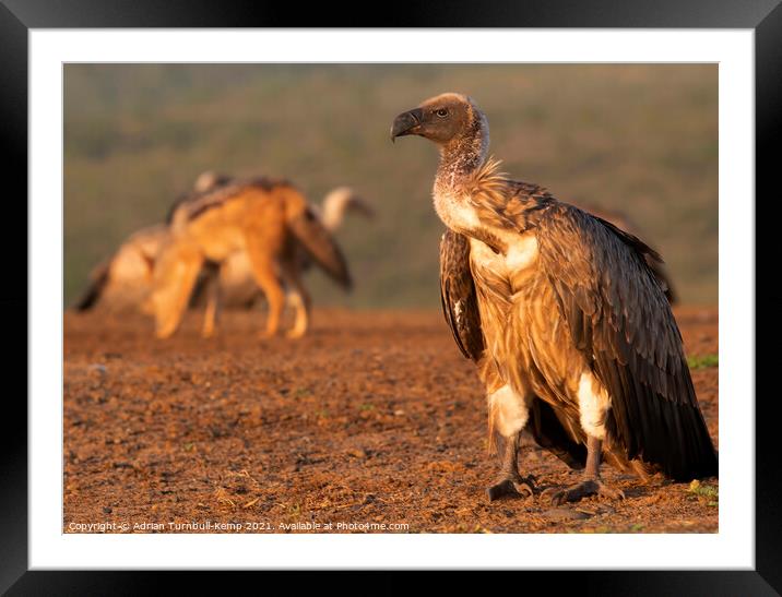 White-backed vulture Framed Mounted Print by Adrian Turnbull-Kemp