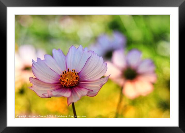 Summer Flowers Framed Mounted Print by Laura Baxter