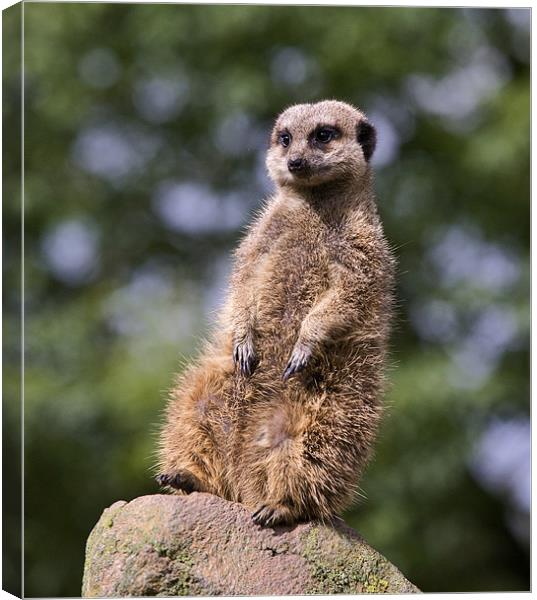 Meerkat Canvas Print by Tony Bates