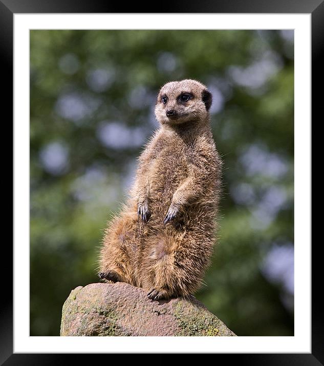 Meerkat Framed Mounted Print by Tony Bates