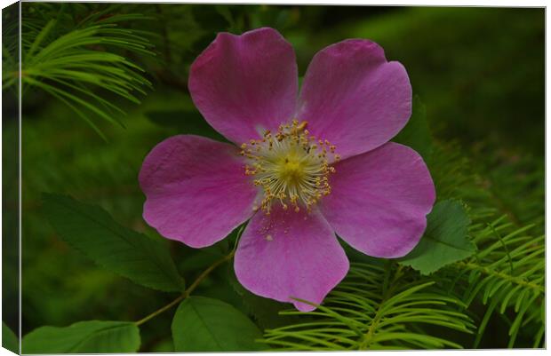 Wild Rose Canvas Print by Amy Rogers
