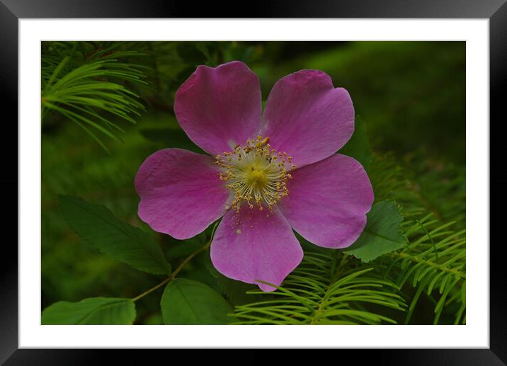 Wild Rose Framed Mounted Print by Amy Rogers