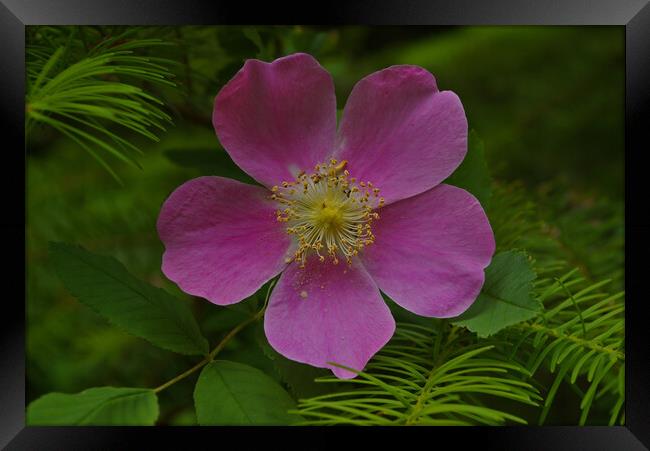 Wild Rose Framed Print by Amy Rogers