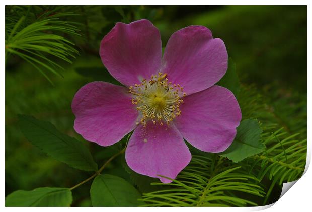 Wild Rose Print by Amy Rogers