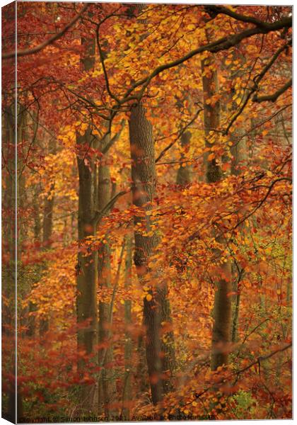 autumn colour Canvas Print by Simon Johnson