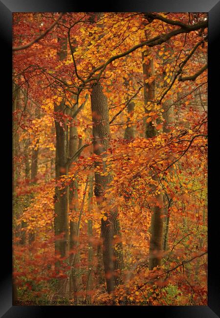 autumn colour Framed Print by Simon Johnson