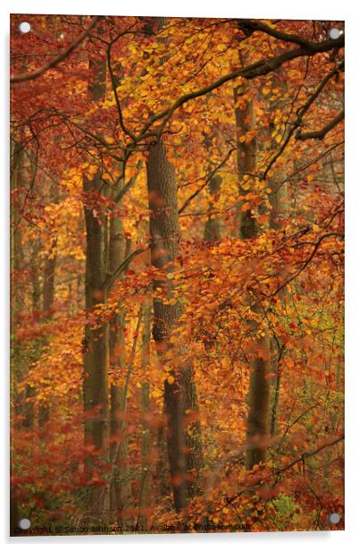 autumn colour Acrylic by Simon Johnson