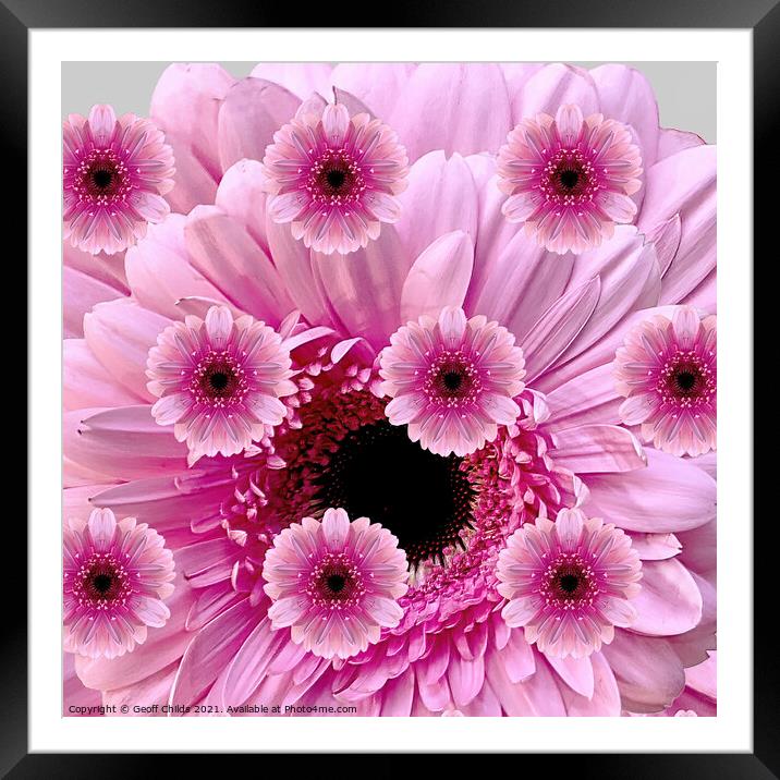 Pretty photographic composition display of Pink Gerbera Daisies. Framed Mounted Print by Geoff Childs