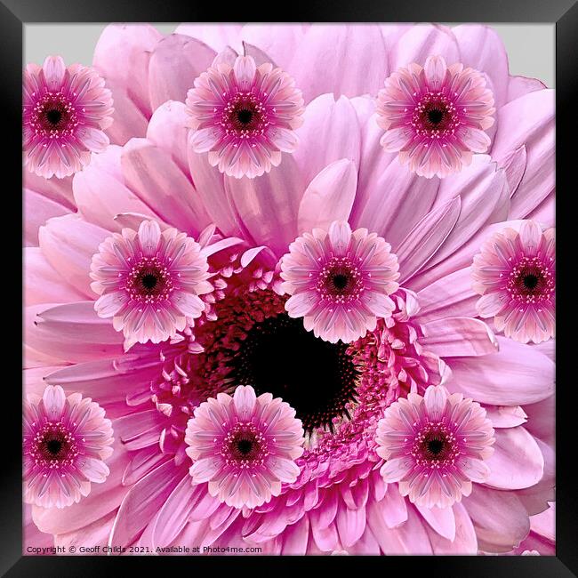 Pretty photographic composition display of Pink Gerbera Daisies. Framed Print by Geoff Childs