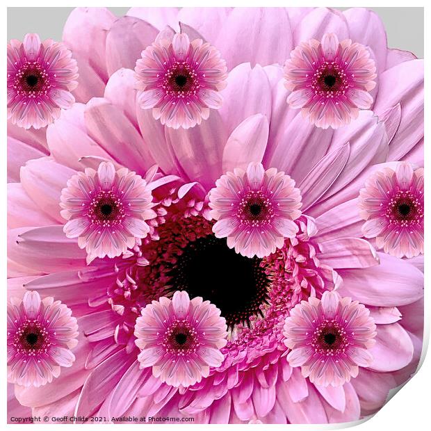 Pretty photographic composition display of Pink Gerbera Daisies. Print by Geoff Childs