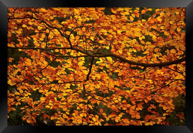 sunlit Beech leaves Framed Print by Simon Johnson