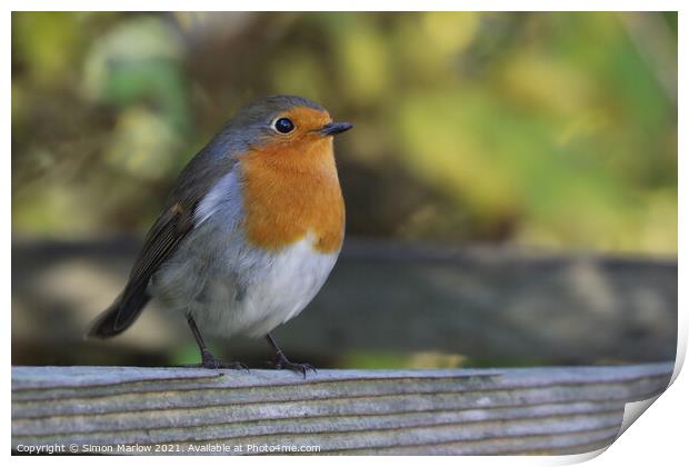 Frosty Morning Robin Print by Simon Marlow